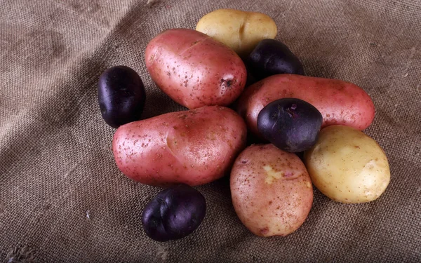 Fechar Colheita Batatas — Fotografia de Stock