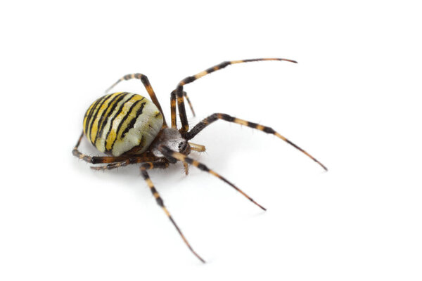 Паук-оса (Argiope bruennichi) изолирован на белом
