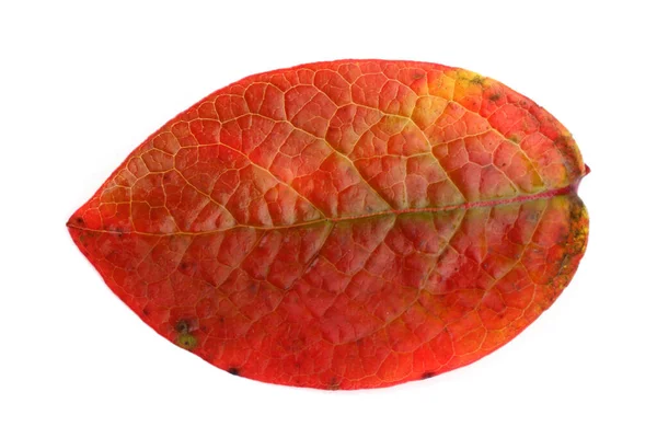 Feuille Bleuet Automne Isolée Sur Blanc — Photo