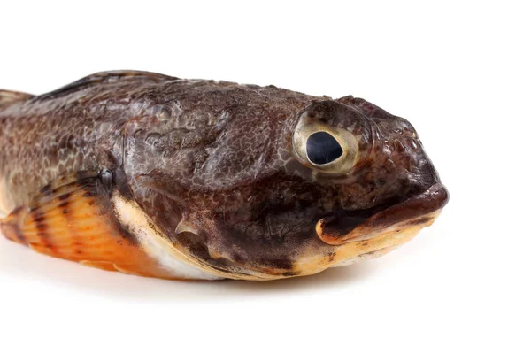 Goby Fish Isolated White — Stock Photo, Image