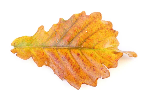 Autumn Oak Leaves Isolated White Background — Stock Photo, Image