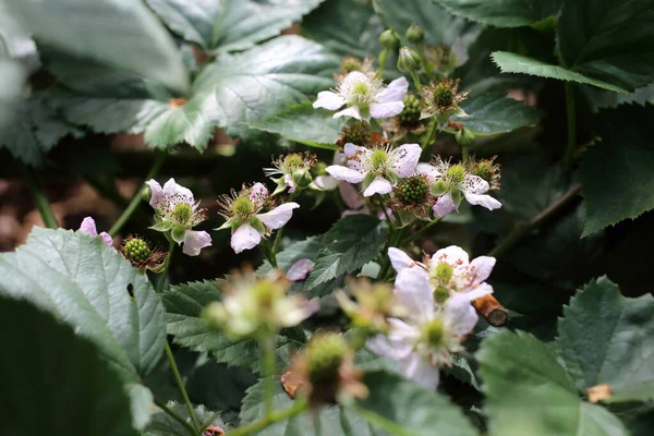 Florescimento Amora Buds Flores Bagas Não Maduras — Fotografia de Stock