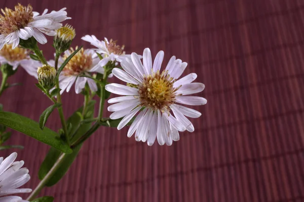 素晴らしい開花の花の終わり — ストック写真