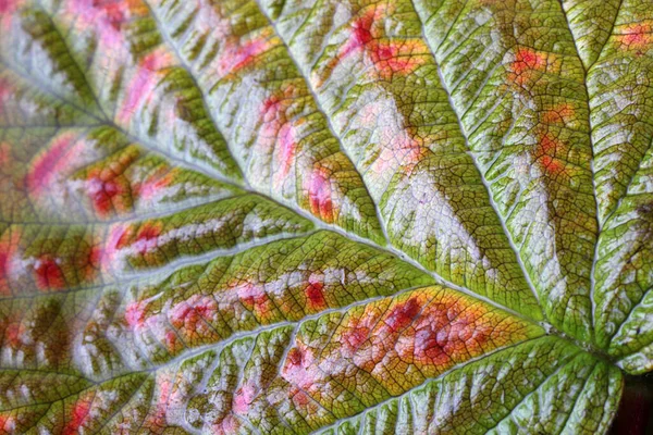 Macro Shot Autumn Leaves — Stock Photo, Image