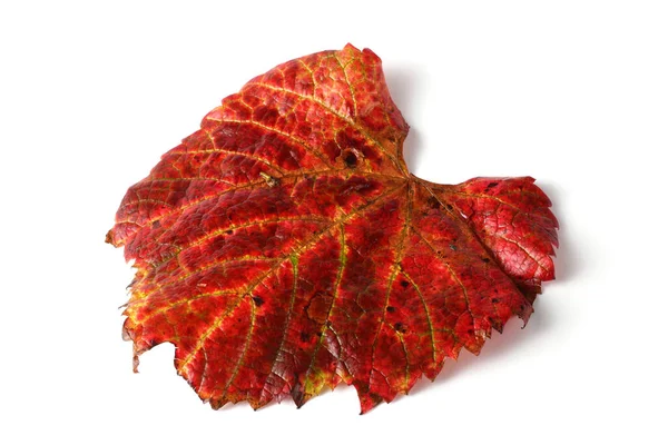Rode Herfst Druivenblad — Stockfoto