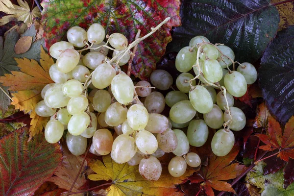 Trauben Auf Herbstblättern — Stockfoto