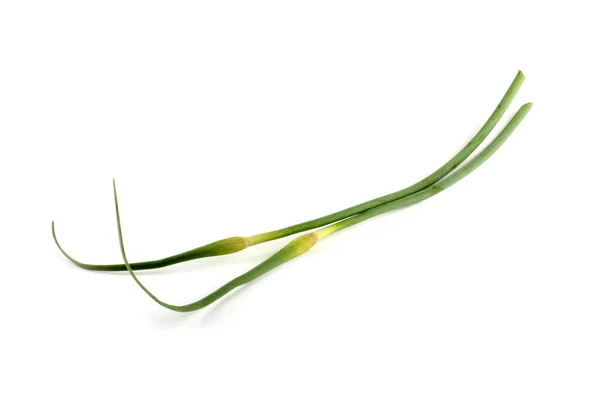 在白色上隔离的大蒜箭 远东菜用这种植物 — 图库照片