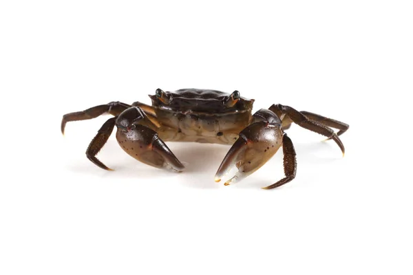 Caranguejo Pequeno Com Garras Grandes — Fotografia de Stock