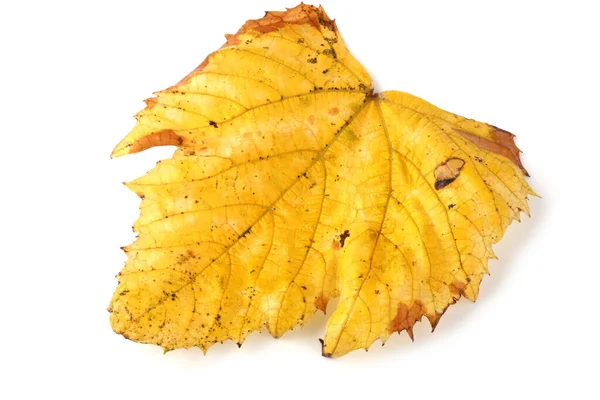 Herbst Traubenblatt Auf Weißem Hintergrund — Stockfoto
