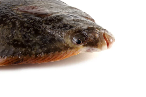 Csillagos Lepényhal Csemegekerék Őrlőkő Hosszúorrú Lepényhal — Stock Fotó