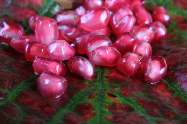 Close Fresh Pomegranate Seeds — Stock Photo, Image