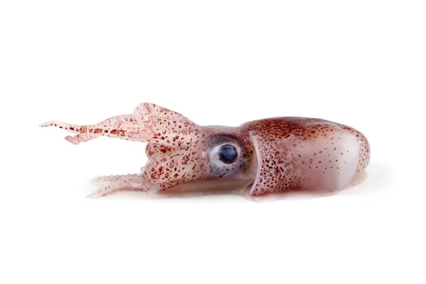 Little Cuttlefish Isolated White — Stock Photo, Image