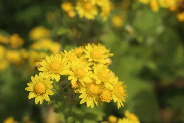 Close Van Verbazingwekkende Bloeiende Bloemen — Stockfoto