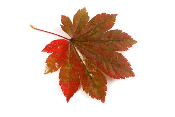 Feuilles Automne Isolées Sur Fond Blanc — Photo