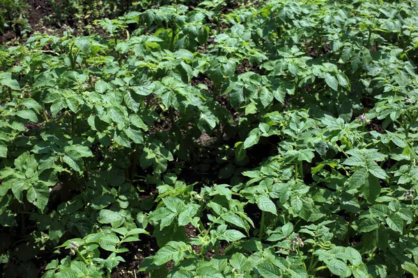 Cultivando Papa Cosecha Patatas Campo —  Fotos de Stock