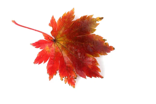 Feuilles Automne Isolées Sur Fond Blanc — Photo