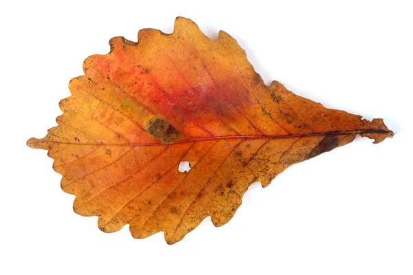 Herfst Eiken Bladeren Geïsoleerd Witte Achtergrond — Stockfoto