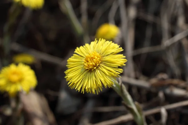 成長するコルツフット Tussilago Farfara — ストック写真