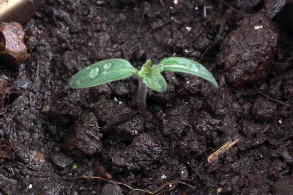 Petite Plante Verte Dans Sol Gros Plan Sur Fond Noir — Photo