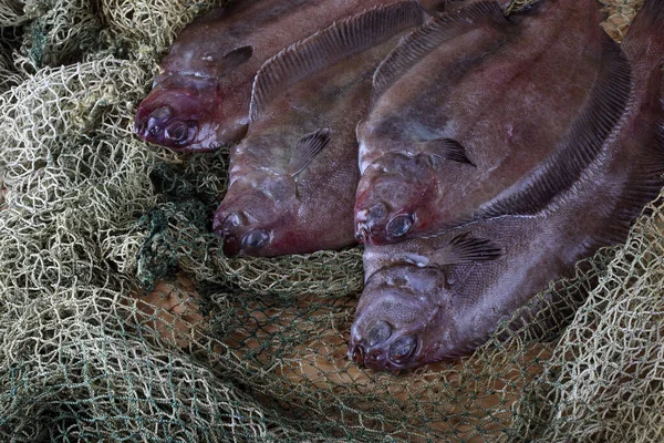 Palangreiro Hippoglossoides Elassodon Rede — Fotografia de Stock