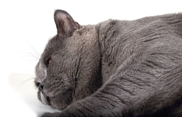 可爱的灰猫躺在地上 靠近点 — 图库照片