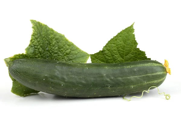 Cucumbers White Background — Stock Photo, Image