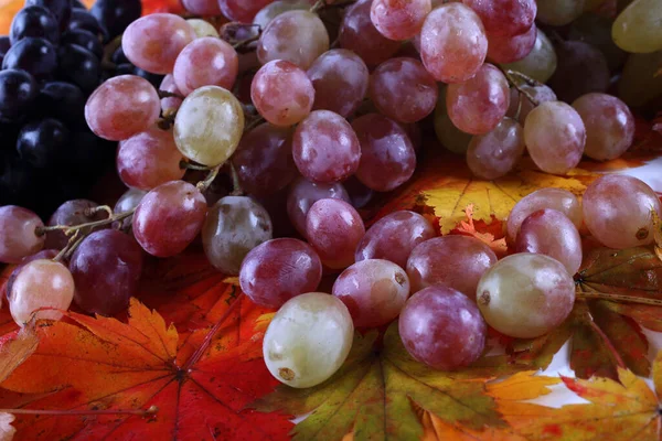 Bunch Fresh Grapes Autumn Leaves Isolated White — Stock Photo, Image