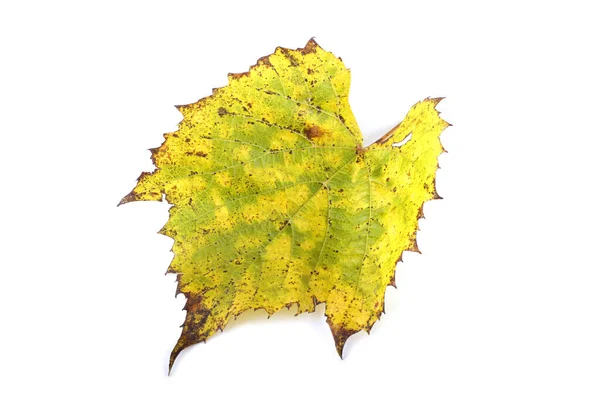 Hoja Uva Otoño Sobre Fondo Blanco — Foto de Stock