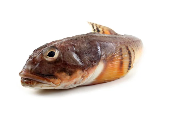 白に隔離されたゴービー魚 — ストック写真