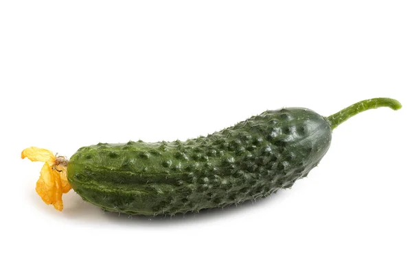 Pepino Isolado Branco — Fotografia de Stock