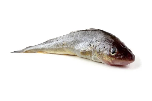 Saffron Cod Isolated White — Stock Photo, Image