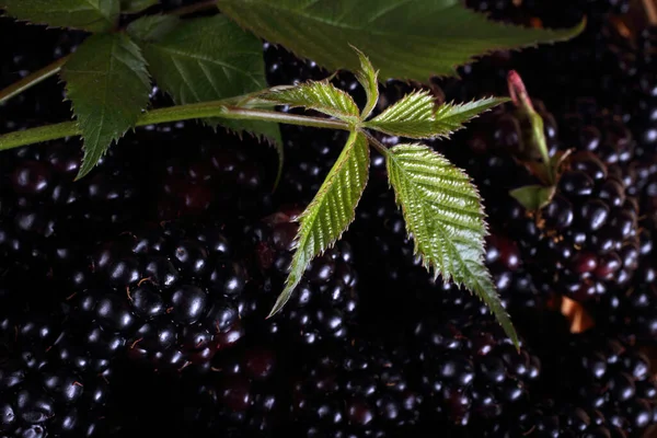 Primer Plano Cosecha Moras Frescas — Foto de Stock