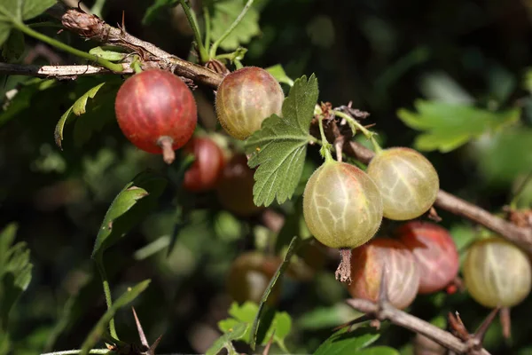 Închidere Fructe Gooseberries Proaspete Coapte — Fotografie, imagine de stoc