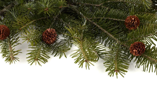 크리스마스 가지들은 배경에 고립되어 — 스톡 사진