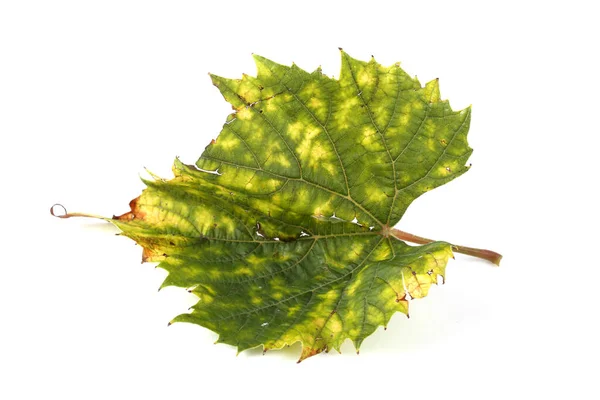 Höst Druva Blad Vit Bakgrund — Stockfoto