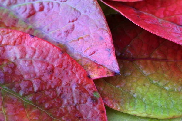 Primer Plano Las Hojas Caídas Otoño — Foto de Stock