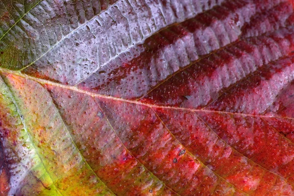 Macro Shot Feuilles Automne — Photo