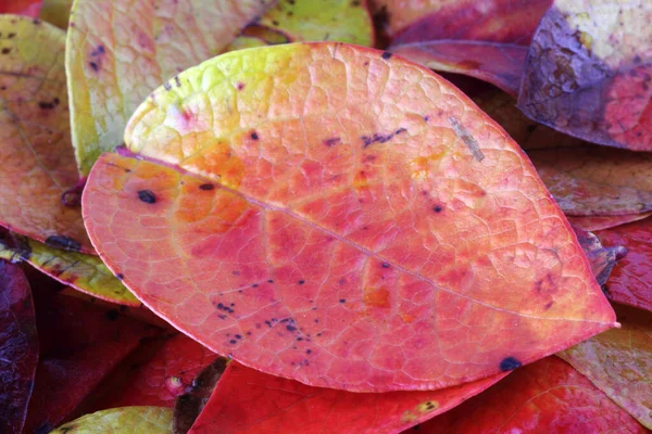 Primer Plano Las Hojas Caídas Otoño — Foto de Stock