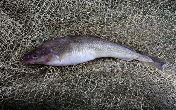 Fresh Saffron Cod Net — Stock Photo, Image