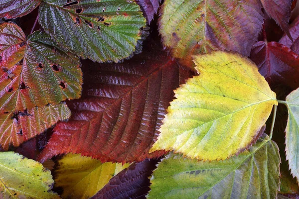 Close Autumn Leaves Textured Background — Stock Photo, Image