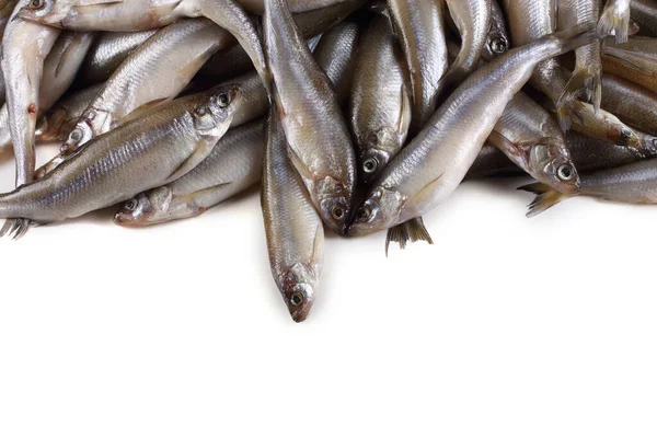 Smelt Fish Isolated White Stock Picture