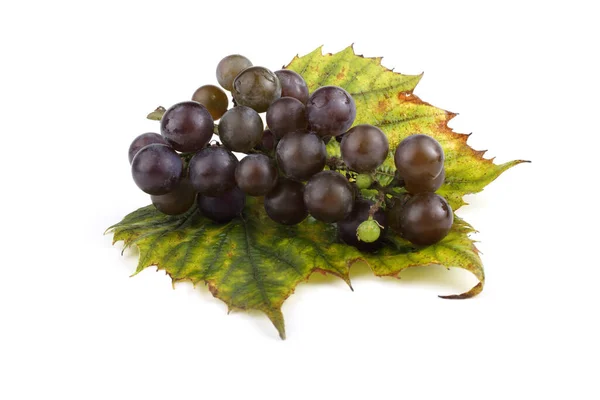 Wine Grape Variety Red Wine — Stock Photo, Image