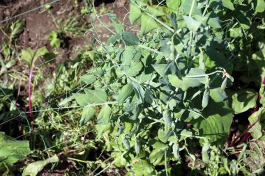 Çiftlikte bezelye yetiştirmek