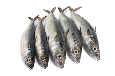 Chub uskumru (Pasifik uskumrusu, saba)