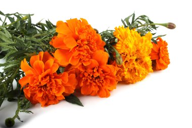 beyaz arkaplanda izole edilmiş kadife çiçekleri