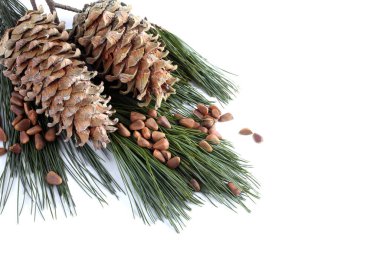 Çam fıstığı beyaza izole edilmiş.