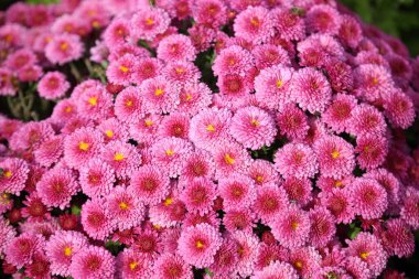 İnanılmaz çiçeklere yakın.