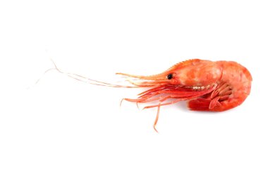 Karides beyazda izole edilmiş.