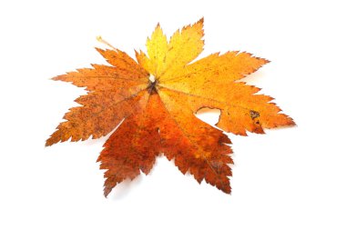 Sonbahar akçaağaç yaprakları beyaz arkaplanda izole edilmiş