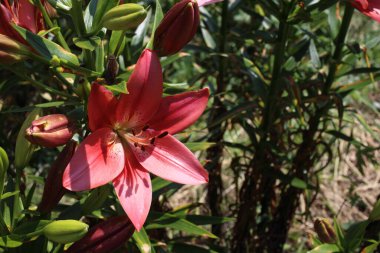 İnanılmaz çiçeklere yakın.